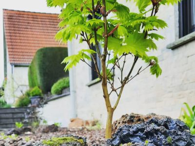 Bepflanzter Steingarten aus Lava